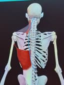 Studio Dentistico Sciannamblo logo