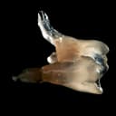 Studio Dentistico Dr. Antonio Ferraro logo