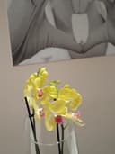 Studio Dentistico Samuela Barsotti logo