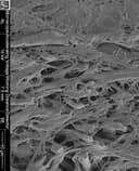 Studio Dentistico Franceschini Dott. Brenno logo