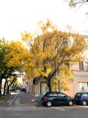 Studio Dentistico FALMED logo