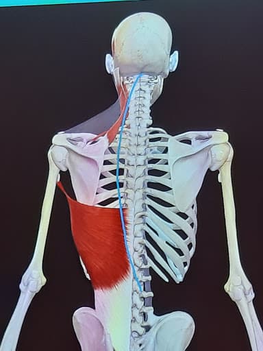 Studio Dentistico Sciannamblo logo